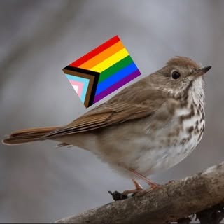 Queer Birders BTV