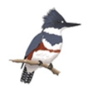Kitsap Audubon Society (Let's Go Birding Together)