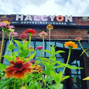 Halcyon