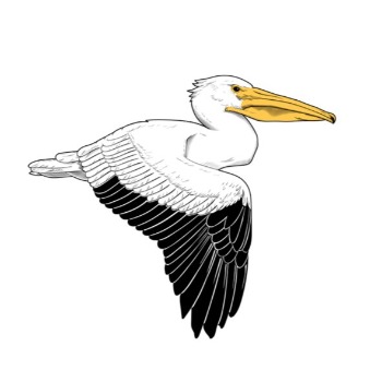 Northwest Nevada Bird Alliance (Let's Go Birding Together)