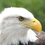 Audubon Center for Birds of Prey (Rainbow Raptors)