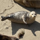 Queer Sea Life San Diego